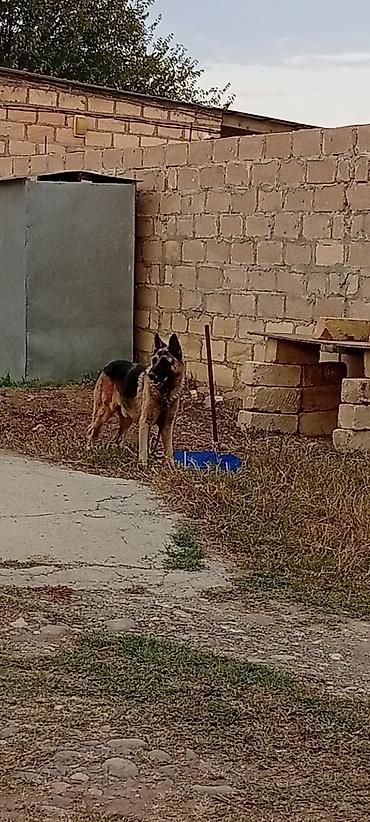 Alman çoban iti