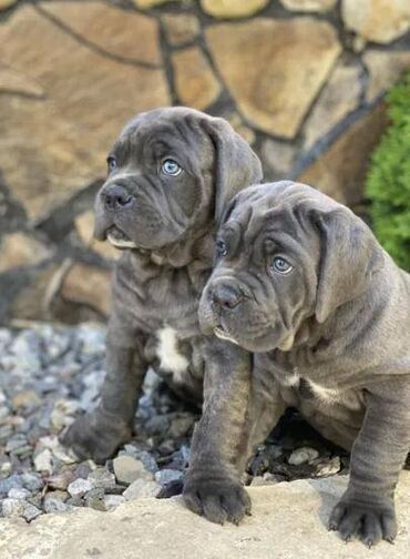 Psi: Ako tražite vernog člana porodice, obratite se nama i postanite — 16