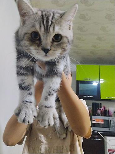 кошка каракол: 4 айлык, Эркек, Лотокко барууга үйрөтүлгөн — 1
