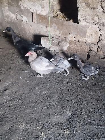 at satisi: Lal ördek Ler lavanda öküzü zümrüdü Macar 2 dişi 1 erkek 120 mnt tek — 2