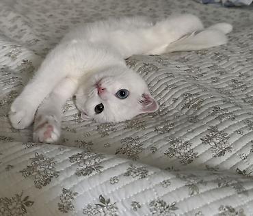 для скота: 🐱 Продаётся кошечка Мия 🤍 Шотландская вислоухая девочка, 7 месяцев — 3