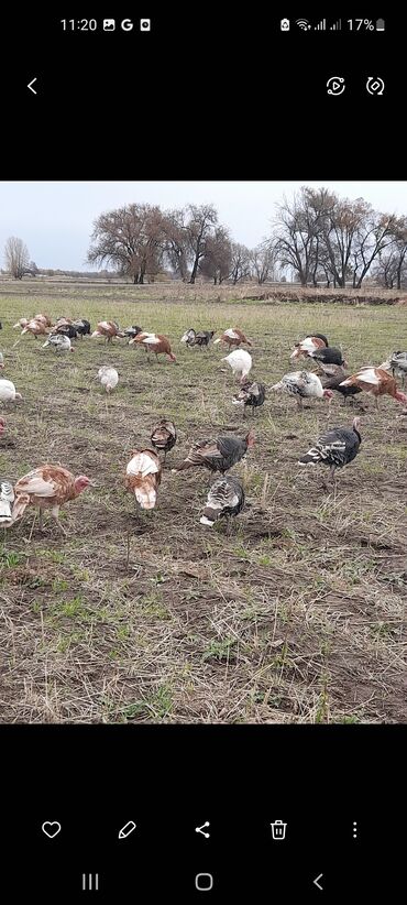 бычки продают: Продаются индюки 🦃 
индюктар сатылат