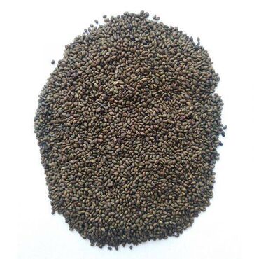 цена медовика за кг: Продаю семена люцерны магниченой (обработанной) сорт Береке есть
