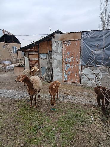 Баран, овца: Продаю | Овца (самка) | Для разведения | Матка — 6