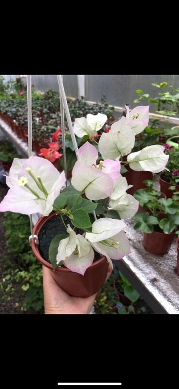 Бегонии: Бугенвиллия в горшке (разные окраски прицветников) - Вид — 1