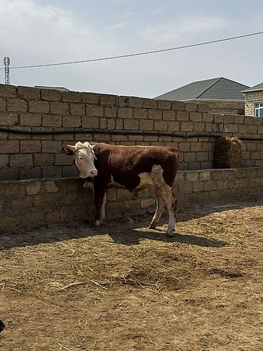 inək: İki baş təmiz qan erkək simmental dana satılır. Böyüyünün 1 yaşı var — 4