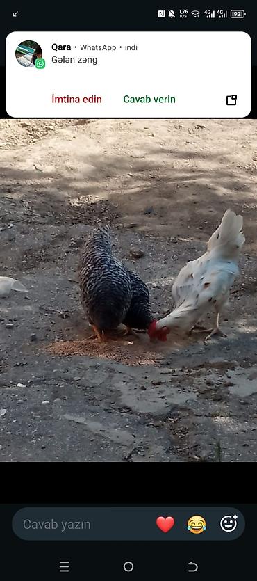 broyler yemi qiymeti: Toyuq, Damazlıq, Ünvandan götürmə, Ödənişli çatdırılma — 1