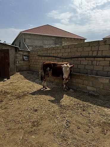 inək: İki baş təmiz qan erkək simmental dana satılır. Böyüyünün 1 yaşı var — 8