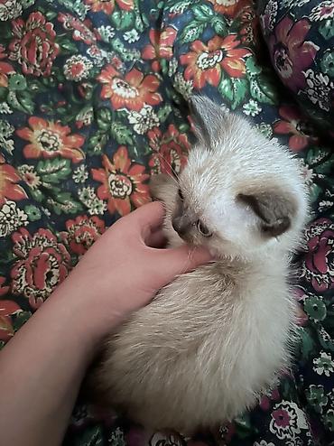Продажа кошек: Тайская, 2 месяца, Мальчик — 8