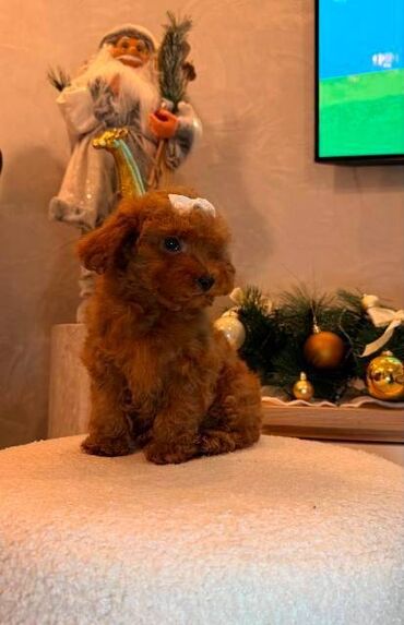 Psi: Toy pudla, žensko štene Odgajivačnica "Team AS Trajkovic" u ponudi ima — 14