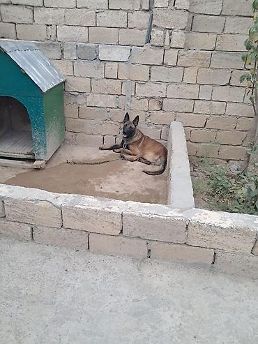bu iti: Belçika çoban iti, 2 il, Erkək, Ünvandan götürmə — 1
