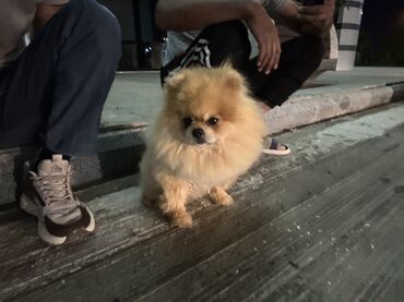 pitbul bala: Şpitz, 1 il, Erkek, Cütləşmə üçün, Ödənişli çatdırılma