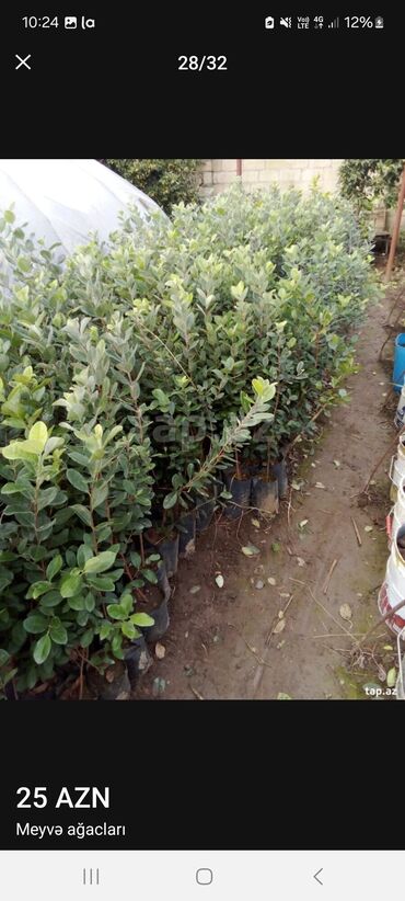 Tinglər: Müxtəlif dekorativ və meyvə ağaclarının tingləri. • Xurma-narıngi — 28