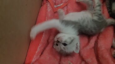 сколько стоят шотландские вислоухие кошки: Скотиш Фолд (Шотландская вислоухая), 1 месяц, Мальчик, Серебристая шиншилла, Приучена к лотку
