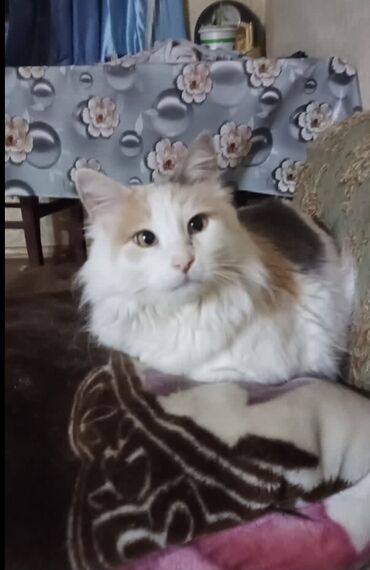 шотландская кошка: Кошка в добрые руки пристраивается стерелизованна 3 года ) только