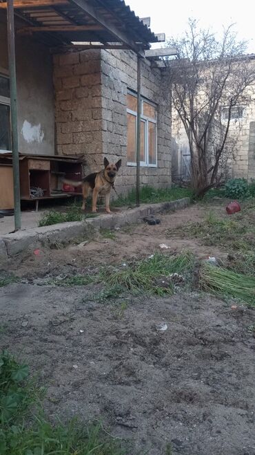 satılan itlər: Alman çoban iti, 1 il, Dişi, Peyvəndli, Ünvandan götürmə