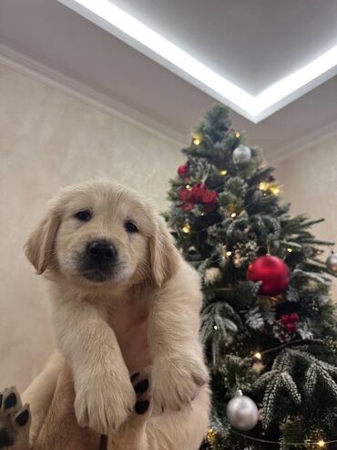 İtlər: Retriever, 2 ay — 11