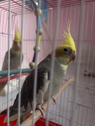 heyvan yemi: Məhsul: Nimfa (Cockatiel) cütü və qəfəs dəsti Təsvir: - İki ədəd — 1