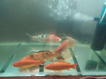 akvarim: Akvarium satılır 2 ədəd 1 metr, 2 ədəd 50 santım, 2 ədəd 40 santım — 4