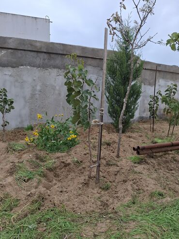 tut agaci calaq: Salam, Bilgəhdə yerli Xar tut ağacları var qiymət10 manatdan