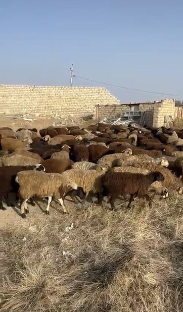 ineklerin satisi: 🌟 SUPER TOPUŞ QUZULAR SATILIR! 🐑400 eded 📍 Rusiyanın Stavropol