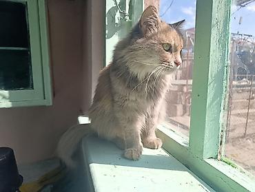Отдам даром кошку: Кошка даром: Ангорская, Девочка, Кастрирована, Приучена к лотку — 2