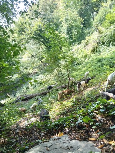 serebrist toyuq satisi: Satılır. Qiymət razilaşma yolu ile