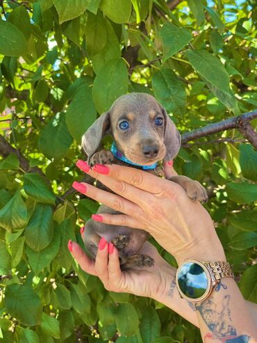 Psi: Odgajivacnica pasa "Happy Puppies" ima u ponudi patuljaste jazavicare — 7