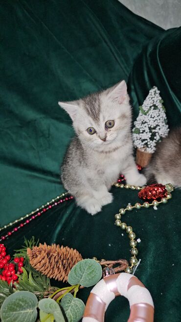 Pişiklər: Şotland, Ünvandan götürmə — 12