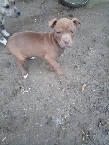 İtlər: Pitbul, 2 ay, Dişi — 8