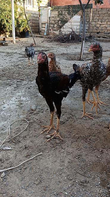 kutum balığı qiymeti: 1 Xoruz 🐓 4 toyuq hamsı irak sortu pileymutdi hec bir prablemleri — 5