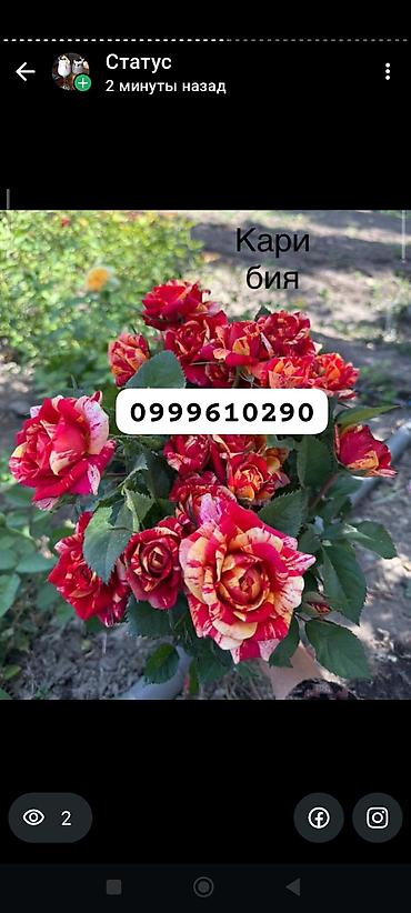 Rose saplings: Саженцы роз в контейнерах - Ассортимент садовых роз (разные сорта и — 23