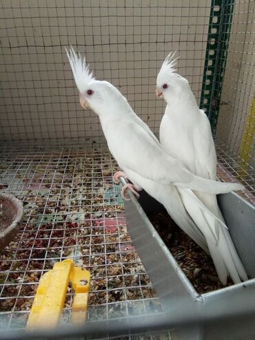 Tutuquşları: Albinos cutleri satilir