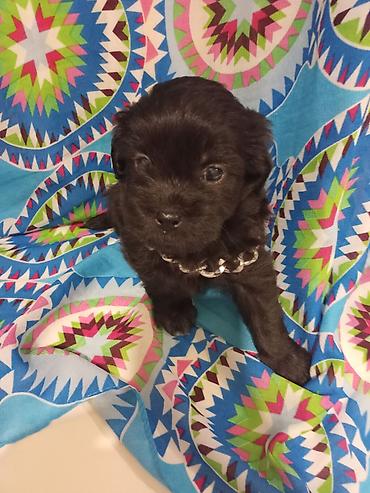 heyvan sikismesi: Pekines — 2