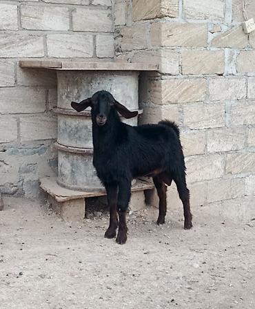 50 manata it: 1bas helep melezi erkek 250m 2bas ana 200m 3-4 bas disi bala — 4