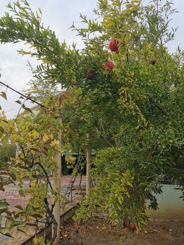 Həyət evləri və villaların satışı: 5 otaqlı, 10 kv. m, Kredit yoxdur, Yeni təmirli