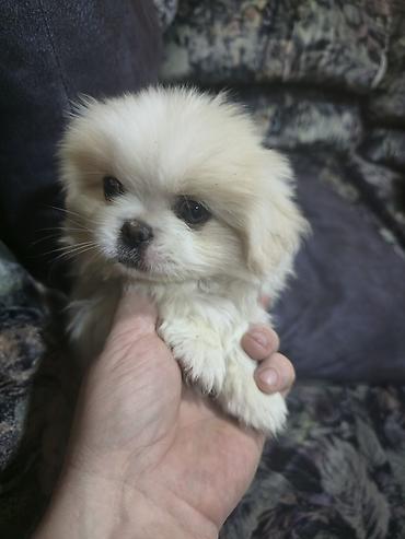 İtlər: Pekines, 2 ay, Dişi — 26