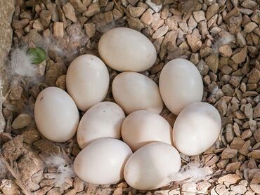 qaz sobasi ve qiymeti: Lal ördək yumurtaları. 0.85 qəpik