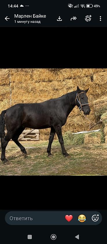 Продам с/х животных: Продаю | Конь (самец) | Рабочий — 3