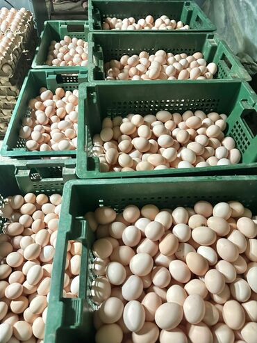 набор тарелок на 6 персон: Каждодневная Партия свежих куриных яиц. Яйца имеют натуральный