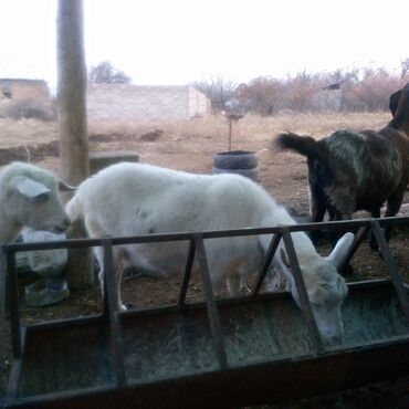 Козы, козлы: Продаю | Коза (самка) | Для разведения | Племенные — 13