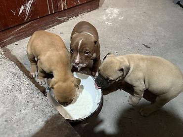 Продажа собак: Продаются чистокровные щенки Питбуля щенки крупные, здоровые и — 4