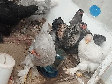 Toyuq, Brama, Damazlıq, Ünvandan götürmə lalafo.az -da Toyuq, Brama, Damazlıq, Ünvandan götürmə