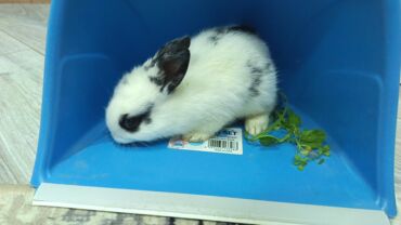 Dovşanlar: Dovsan balalari satilir — 5