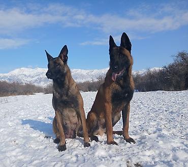Продажа собак: Предлагаются к бронированию щенки Белгийской овчарки Малинуа.Щенков 9 — 4