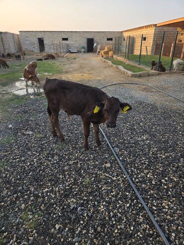 simmental ineklerin satisi: Ot yiyen dan satılır Anqus simetal unvan baki hovsan