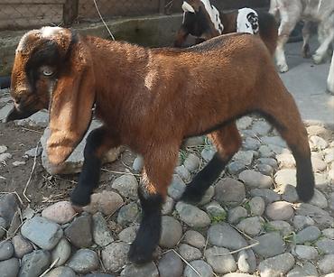 Козы, козлы: Продаю | Коза (самка), Козёл (самец), Козлёнок | Битал | Для разведения — 10