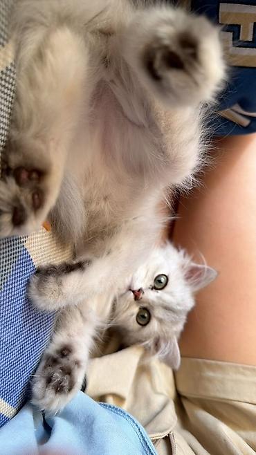 котята шотландской породы: Скотиш Страйт (Шотландская прямоухая), 4 месяца, Мальчик, Серебристая шиншилла — 1