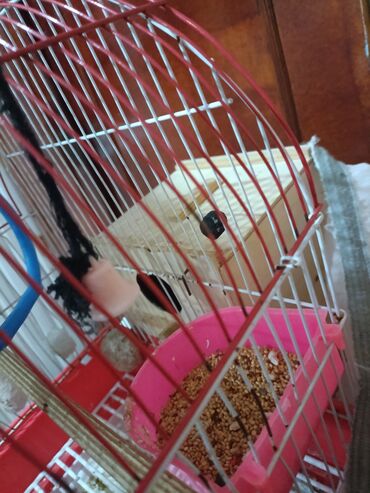 Tutuquşları: 2 popuqaydı dest hamsı bır yerde satıram 60 man — 9