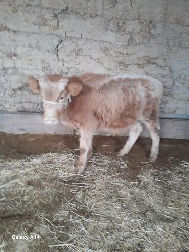 Коровы, быки: Продаю | Бык (самец) | На откорм | Привязанные — 19